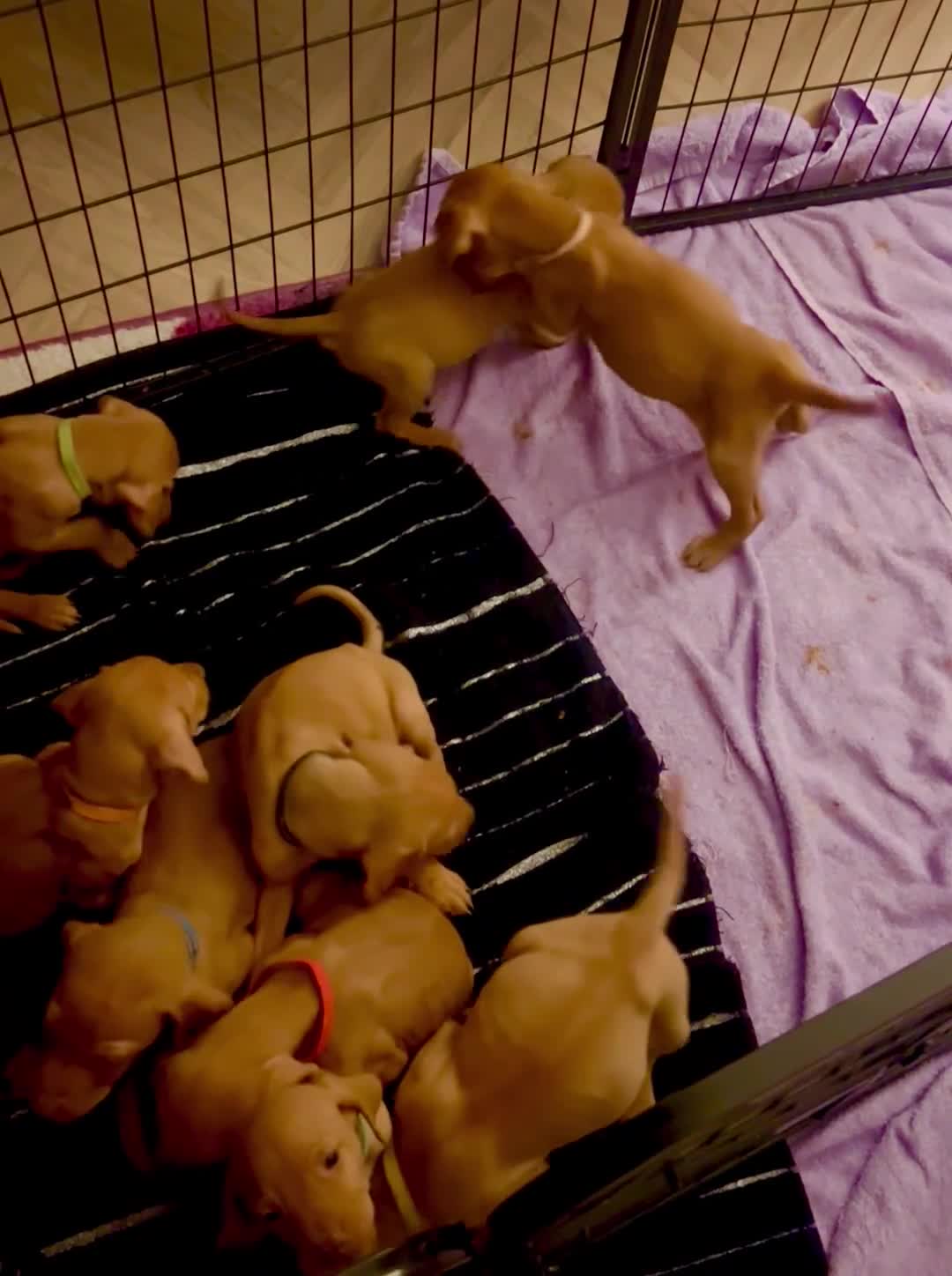Hungarian Vizsla dogs for sale: Chunky curious pupies for March!! 🐶🐶 - Video 1