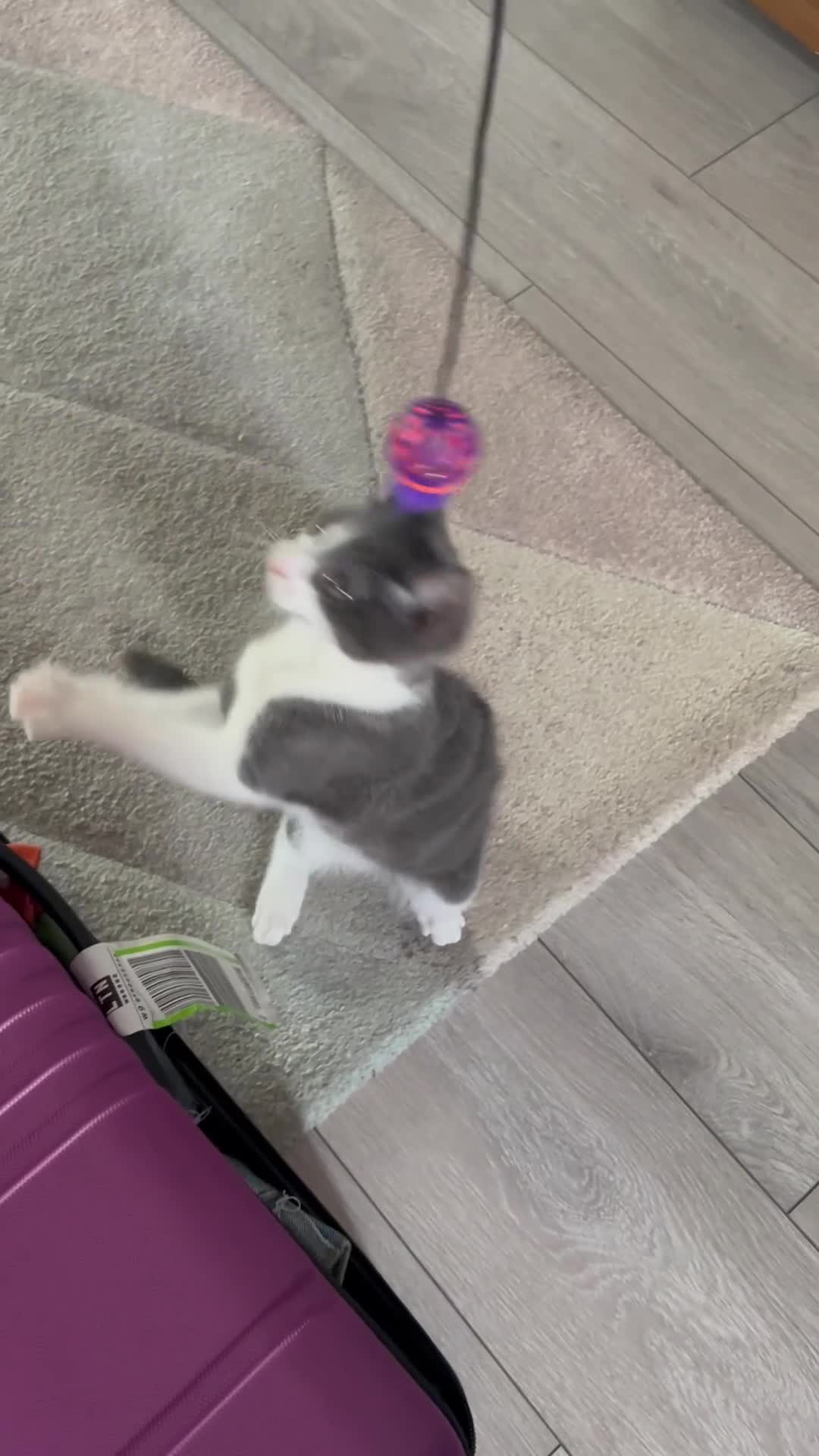 Russian Blue cats for sale: Charming Blue Boys - Video 2