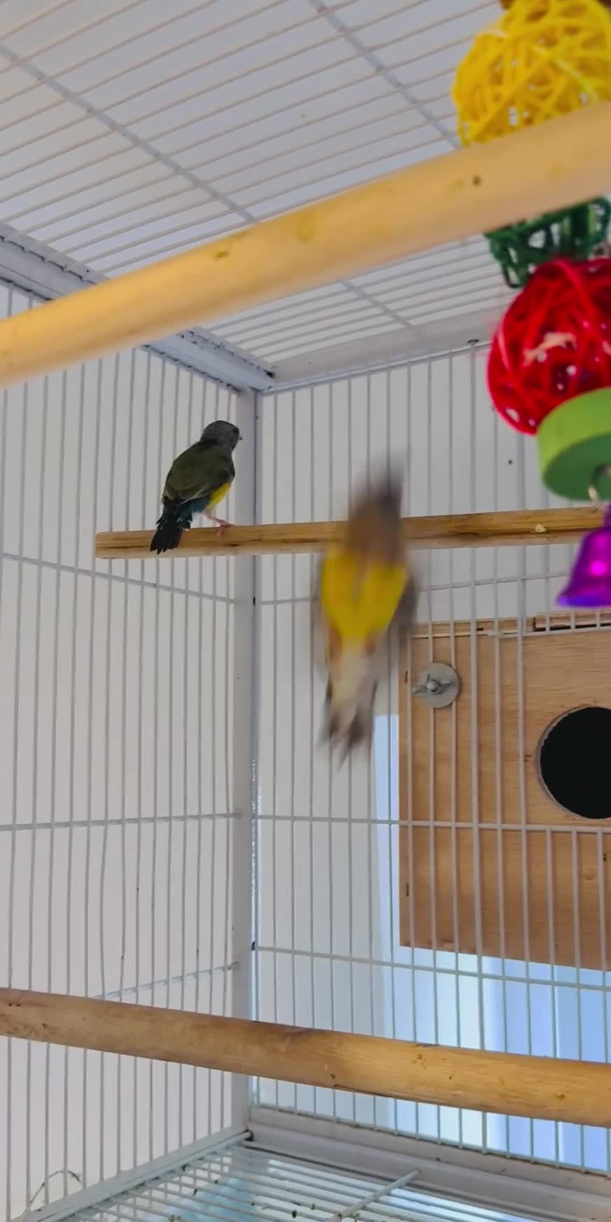 Finches birds for sale:  young male Blackhead Gouldians  Coloring Up! - Video 2