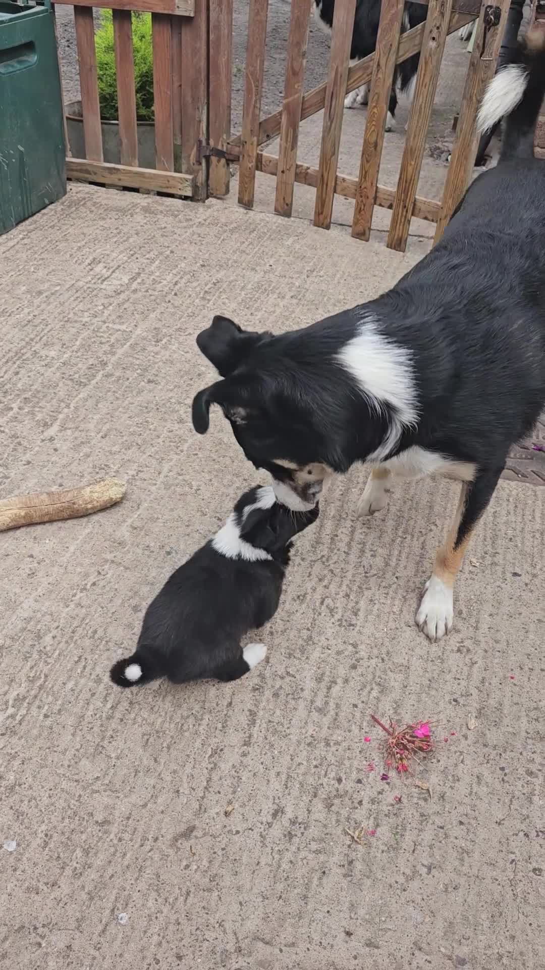 Border Collie dogs for sale: Stunning Border Collie Puppies - Video 2