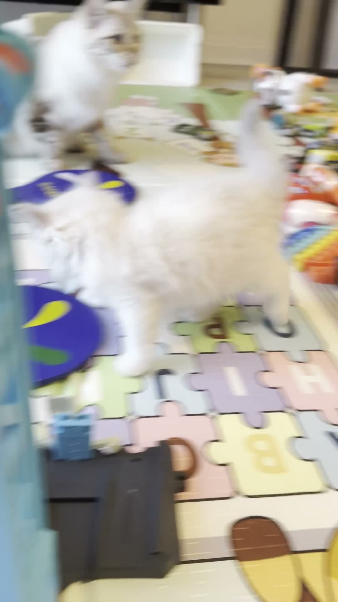 Ragdoll cats for sale: Purebred Ragdoll Kitten in Cardiff - Video 2