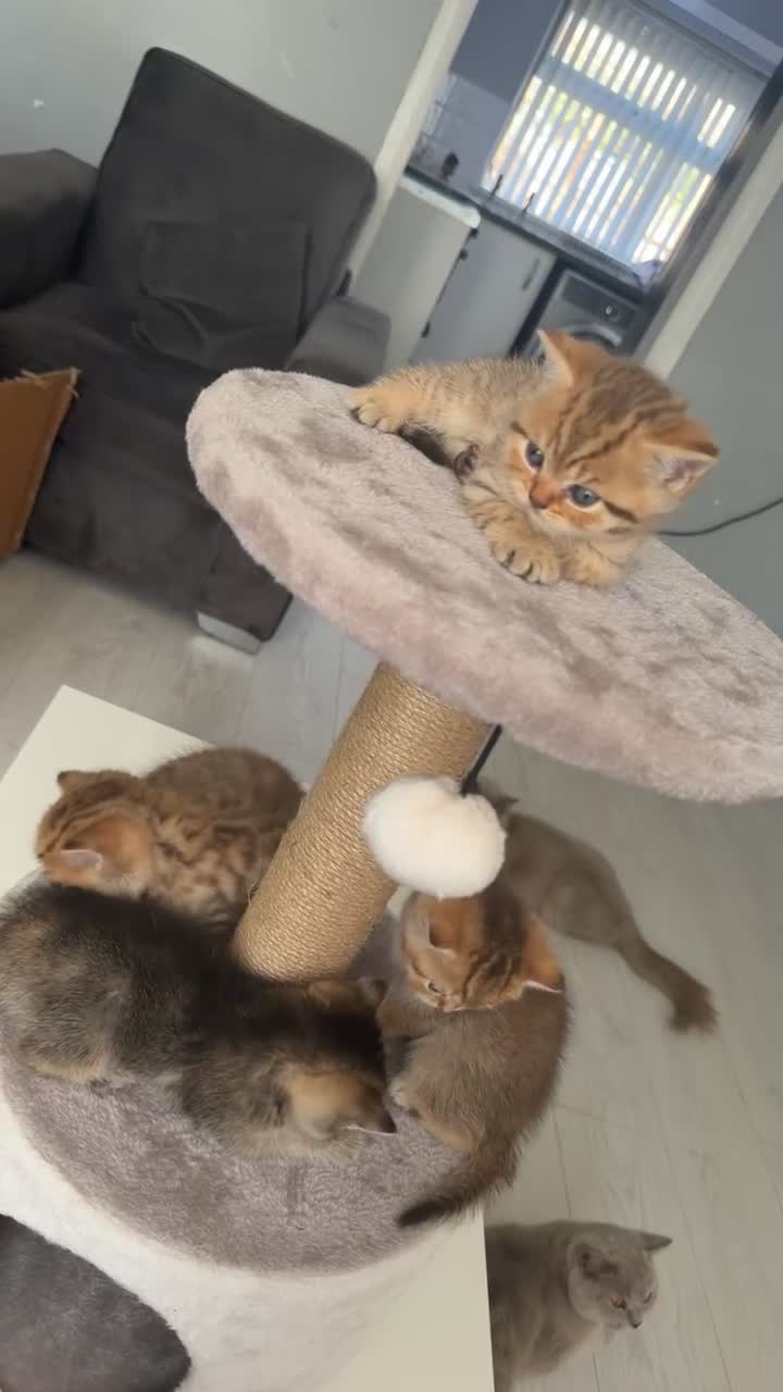 British Shorthair cats for sale: Rare blue golden and black  shaded boys  - Video 2