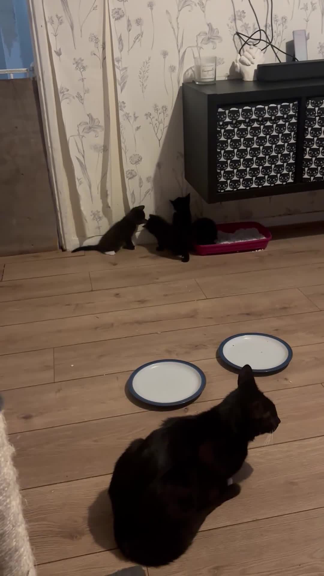 Mixed Breed cats for sale: Gorgeous little Ones.  - Video 1