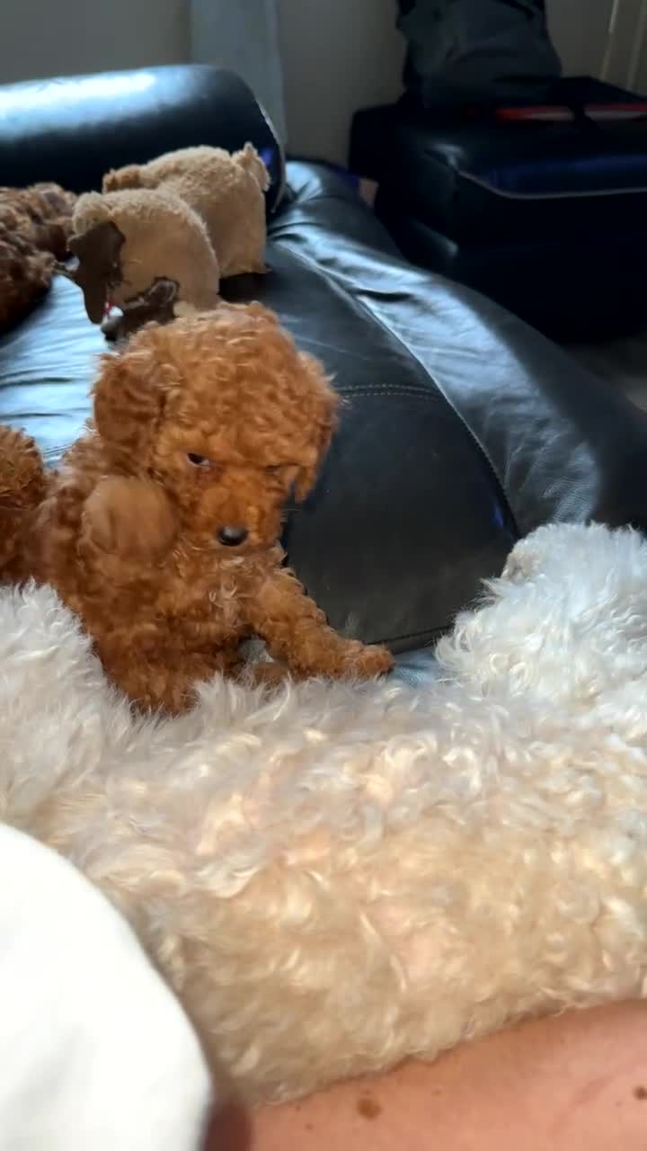 Toy Poodle dogs for sale: Beautiful red toy poodles  - Video 3
