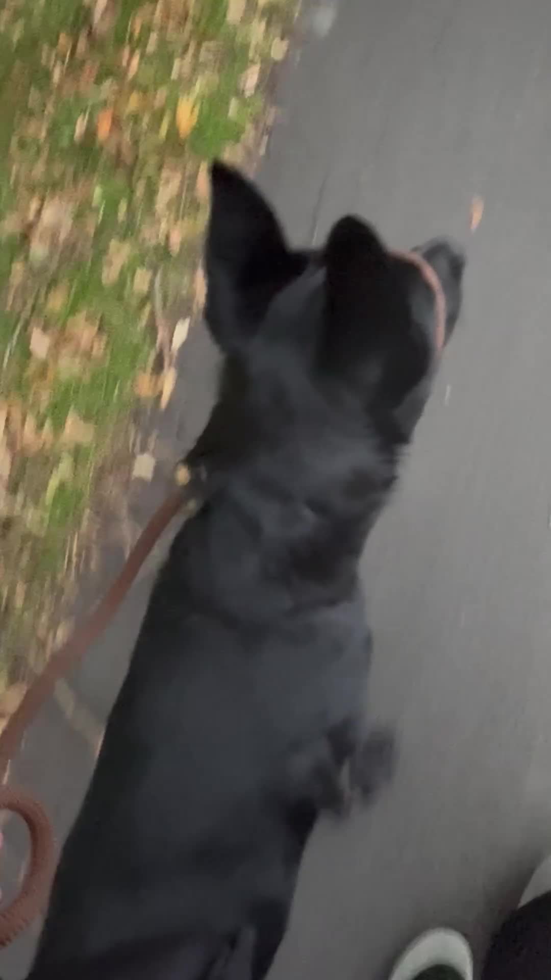 Belgian Shepherd Dog dogs for sale: Zeno  - Video 1