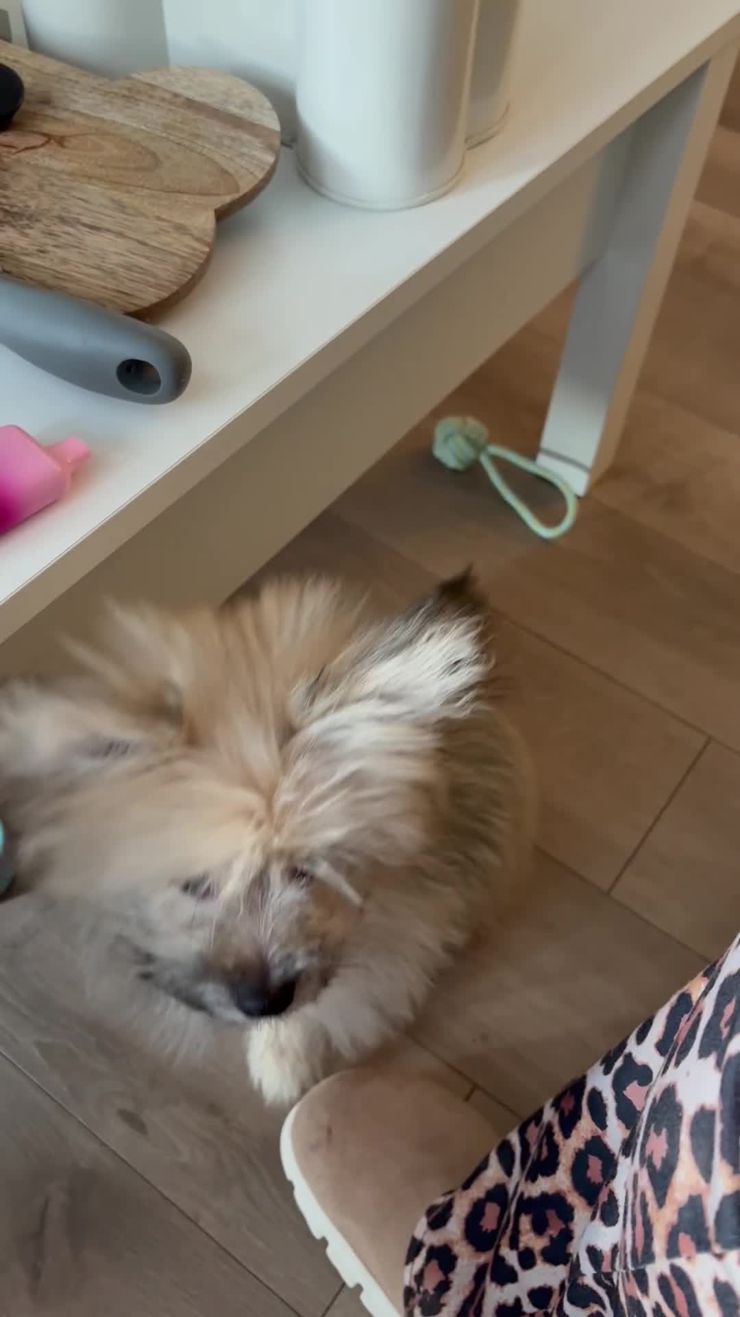 Mixed Breed dogs for sale: Penny the Pomeranian mix  - Video 2
