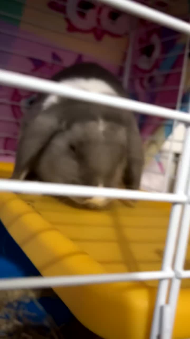 Mini Lop rabbits for sale: Lop for sale - Video 2