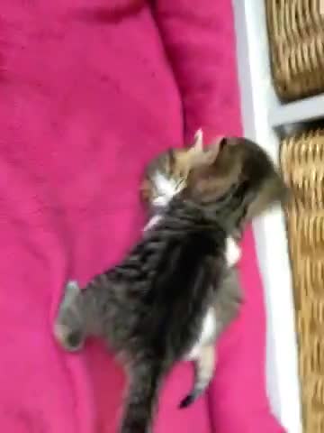Mixed Breed cats for sale: Kittens : Ready to view  - Video 1