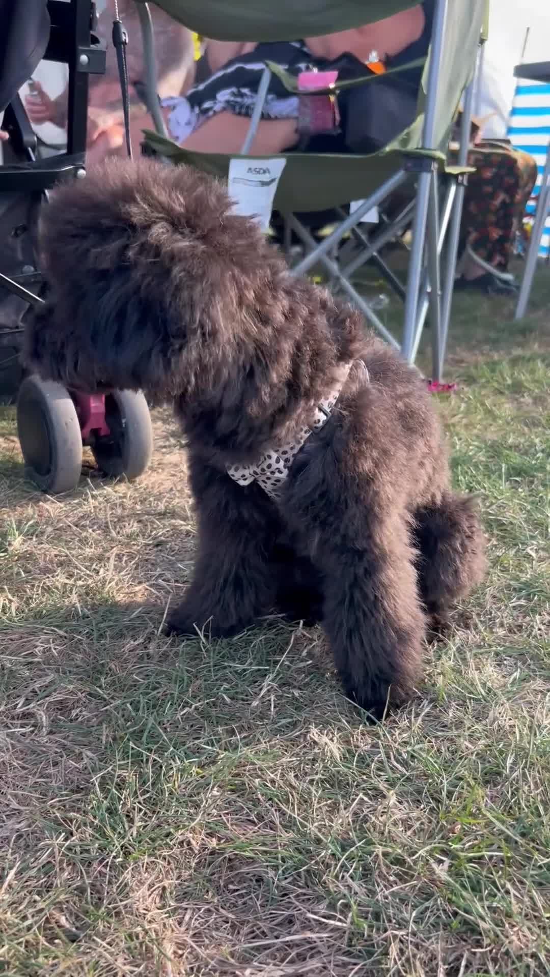 Cavapoo dogs for sale: 🐾Beautiful Girl 6 Month Old F1 CavapooCoco 🐾 in Southampton - Video 2