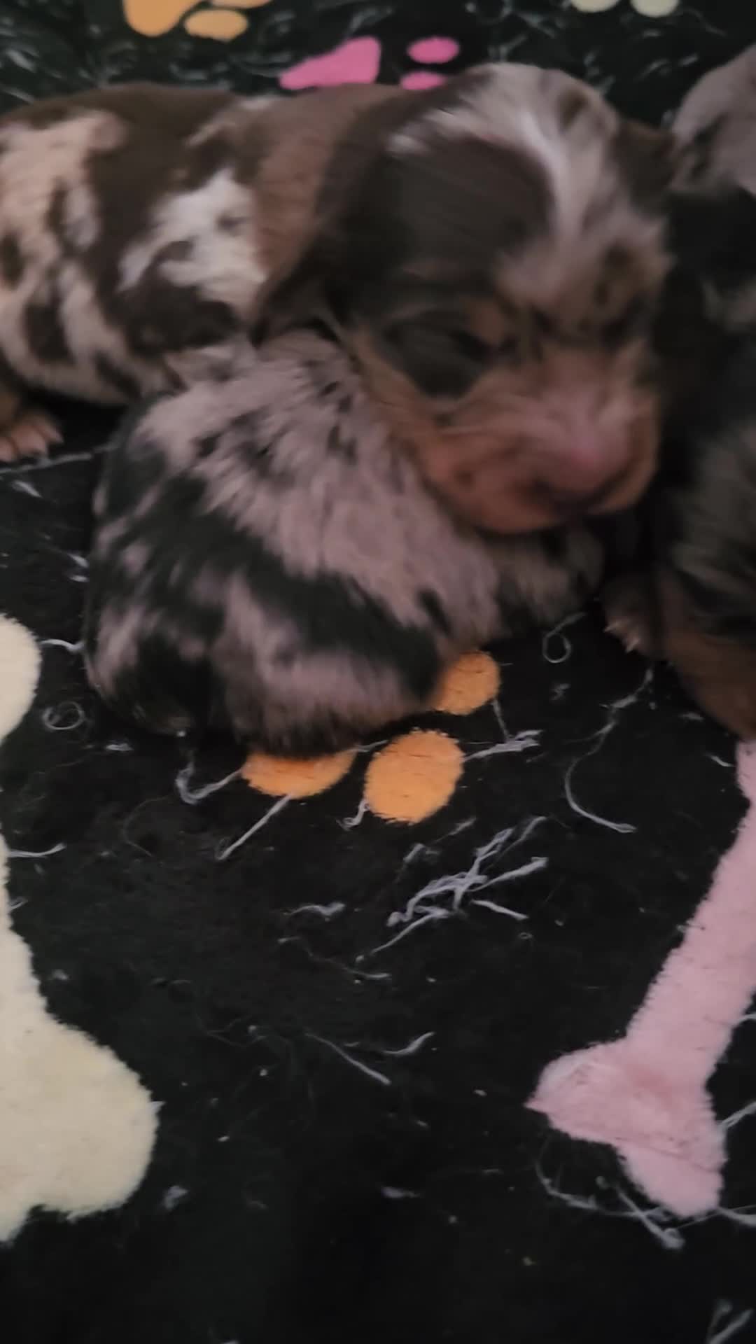 Miniature Dachshund dogs for sale: 3 beautiful longhaired dapple dachshund - Video 4