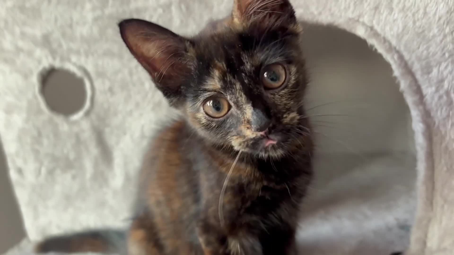 Mixed Breed cats for sale: 4 kittens left 3 ginger boys one tortie girl - Video 1