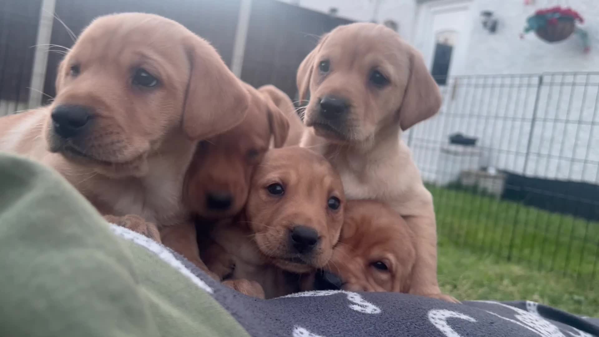 Labrador Retriever dogs for sale: 9 Labrador puppies looking for forever homes ❤️ - Video 1