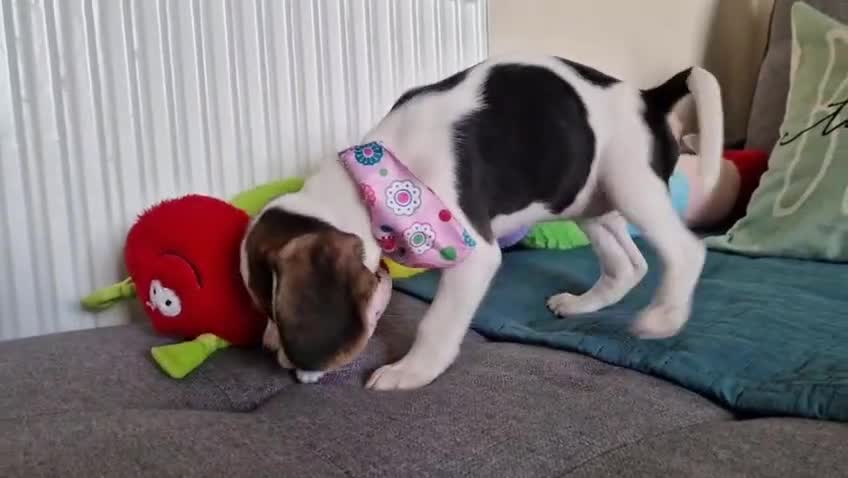 Beagle dogs for sale: Beautiful beagle puppies  - Video 1