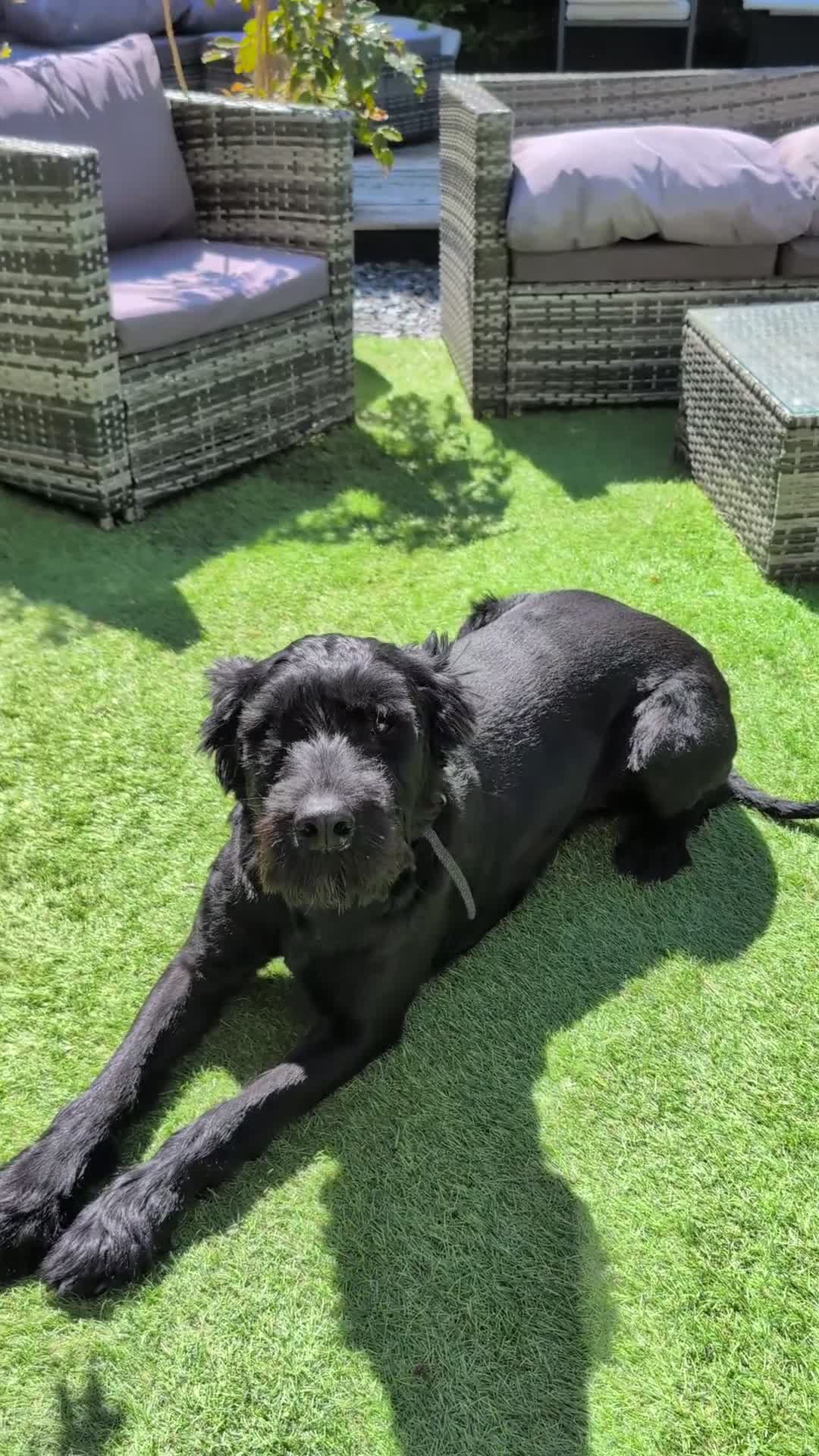 Giant Schnauzer dogs for sale: Betty - Video 1