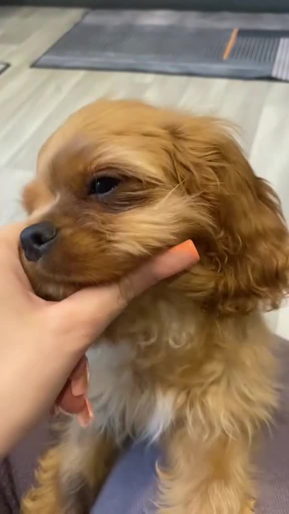 Cavalier King Charles Spaniel dogs for sale: Cavalier king Charles spaniel male Ruby puppy in Wolverhampton - Video 1