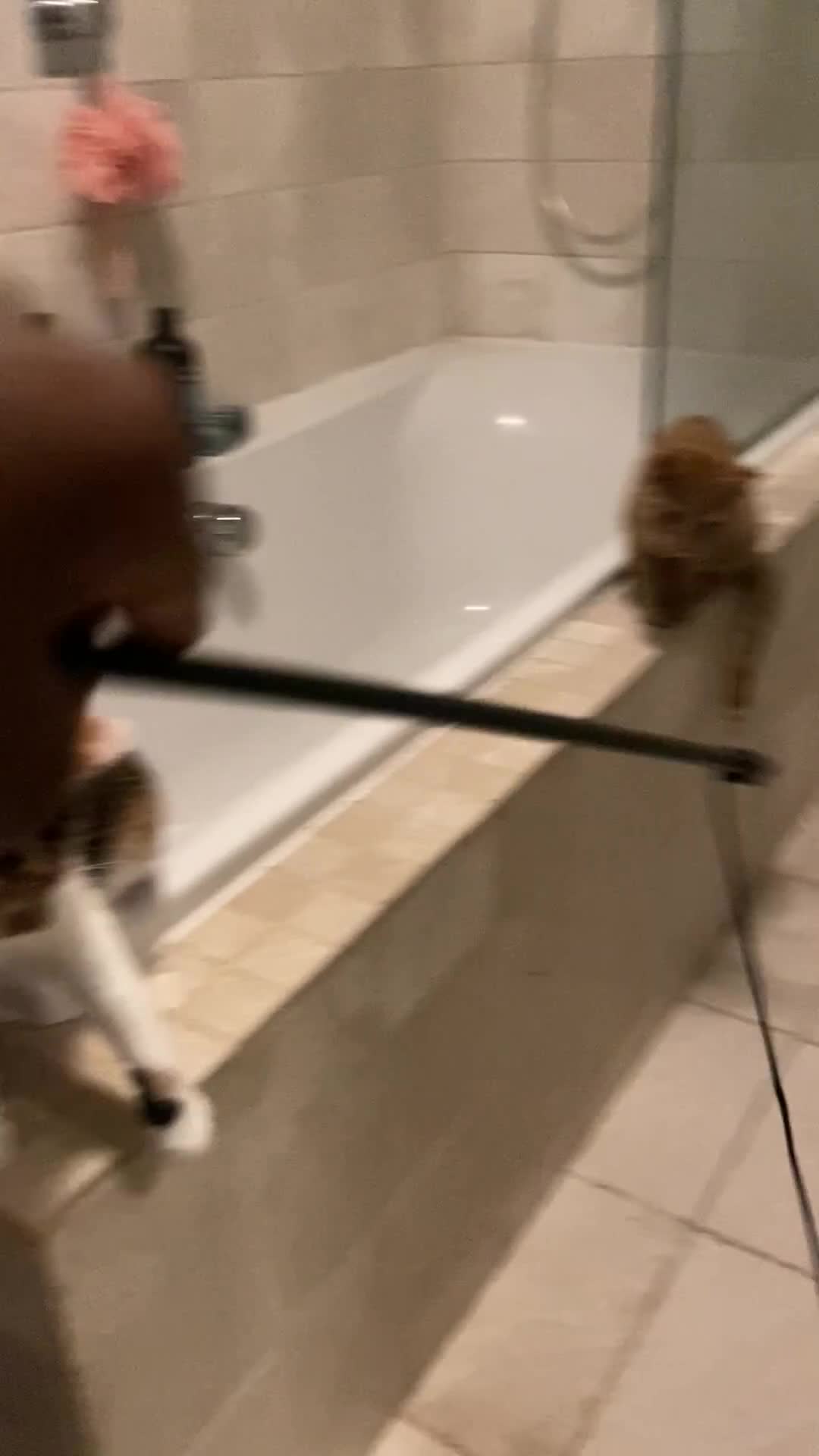 Mixed Breed cats for sale: Lovely short haired kittens  in Redhill - Video 1