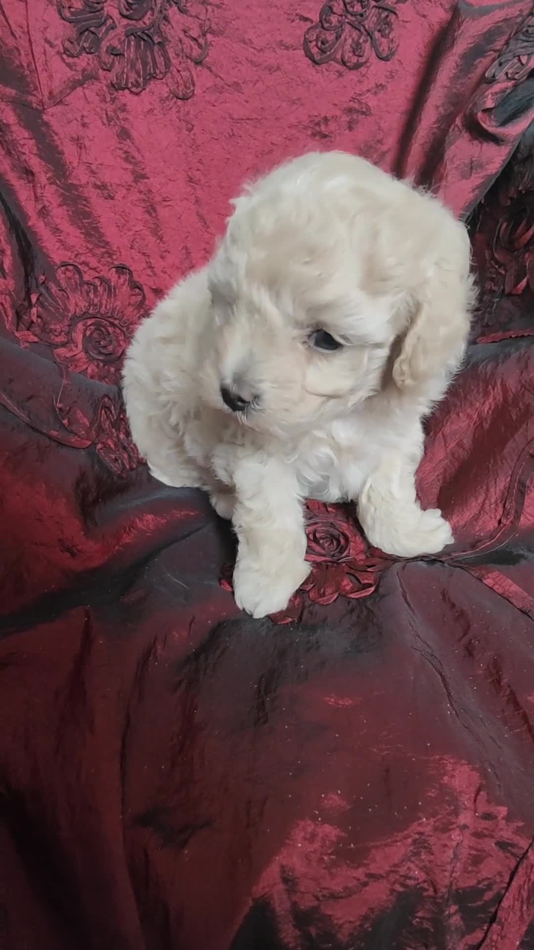Cavapoo dogs for sale: Adorable Cavapoo Girl Cream/White, Ready soon  - Video 1
