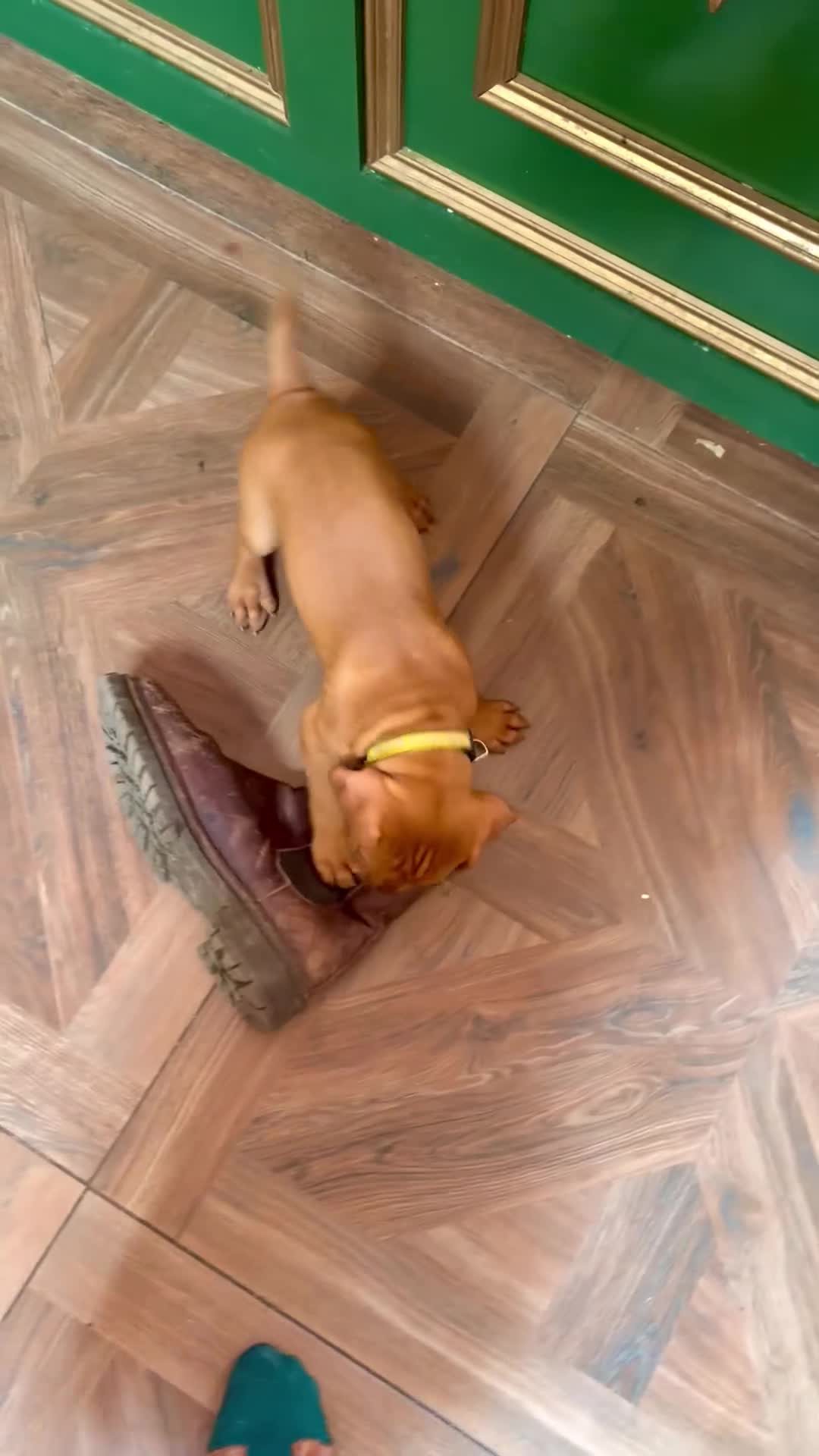 Hungarian Vizsla dogs for sale: Collect in two weeks!🐾KC smooth Hungarian Vizslas - Video 3