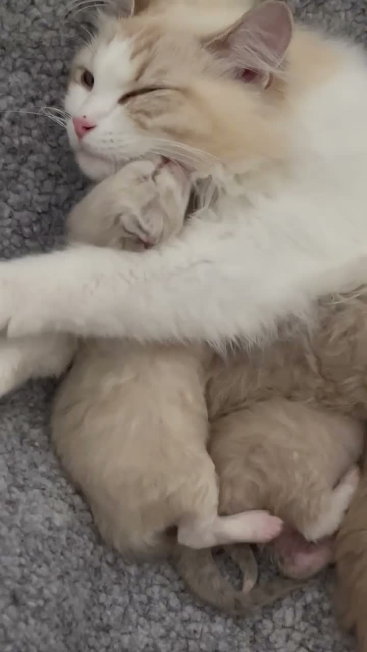 Ragdoll cats for sale: Registered kitten looking for forever home - Video 1