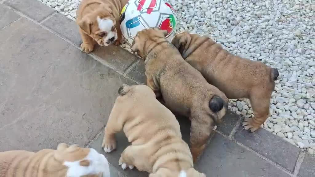 English Bulldog dogs for sale: KC Reg.English Bulldog puppies - Video 1