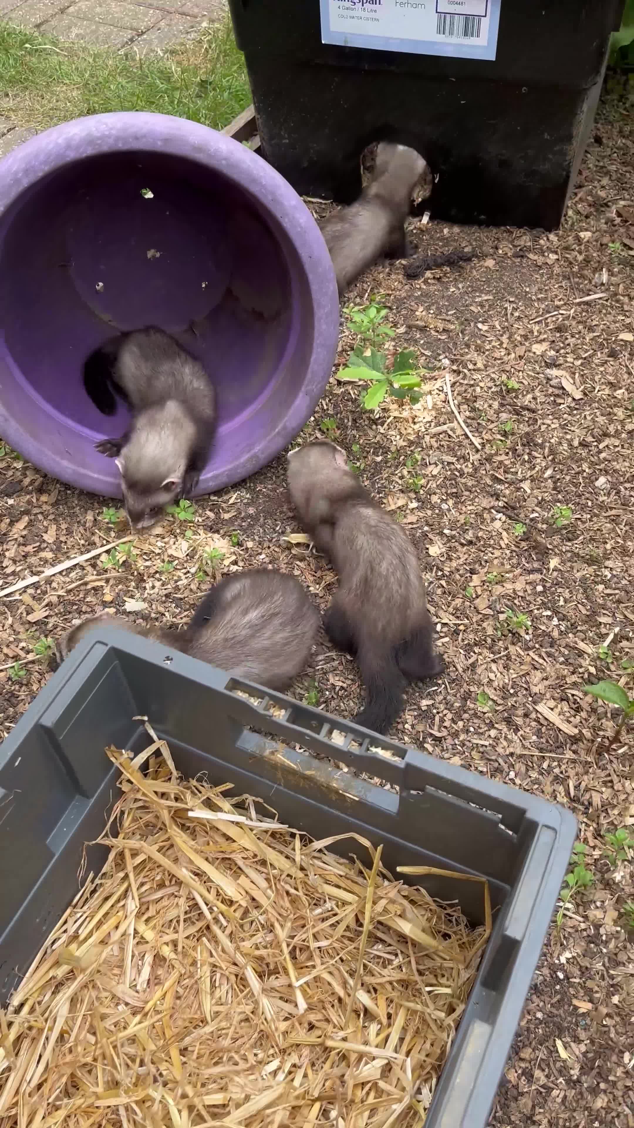 Ferret rodents for sale: Ferrets ready to leave now - Video 1