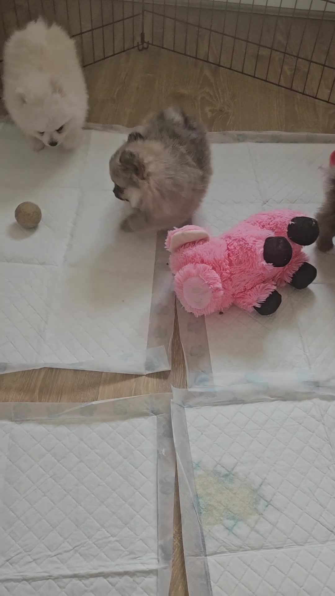 Pomeranian dogs for sale: Pomeranian puppies - Video 1