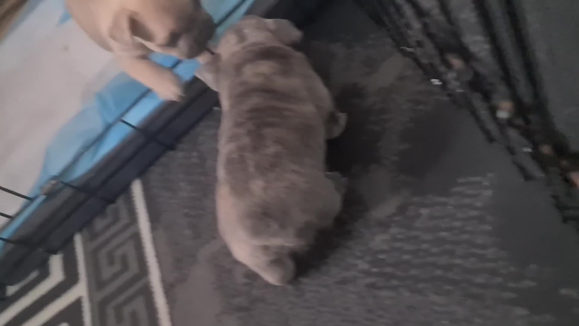 French Bulldog dogs for sale: Two girls and one boy are looking for a new home. in Aberdeen - Video 1