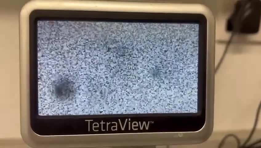 Saint Bernard dogs for stud: KC REGISTERED ST BERNARD UP FOR STUD - Video 1