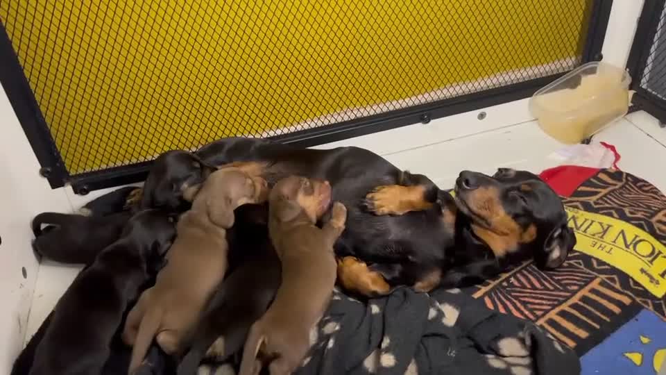 Dachshund dogs for sale: Mini Daxies home bred - Video 1