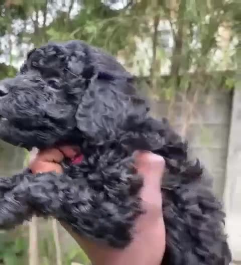 Miniature Poodle dogs for sale: 💌 To Loving Homes Only: - Video 3
