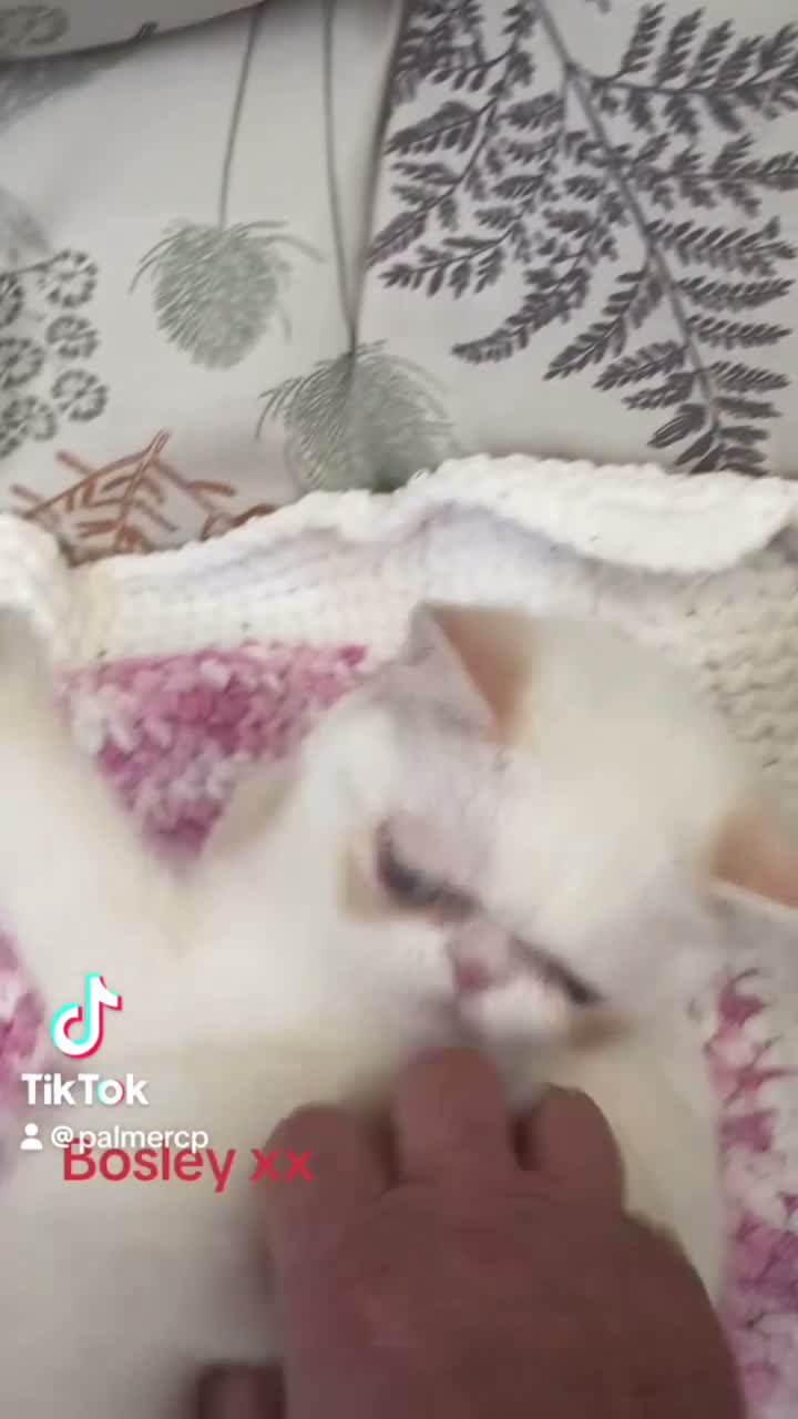 Exotic cats for sale: Colour Point Exotic Kittens GCCF Registered  - Video 2