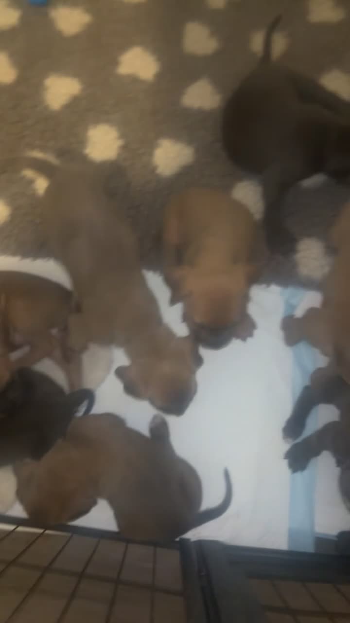 Cane Corso dogs for sale: Cane corso champion bloodline  - Video 1