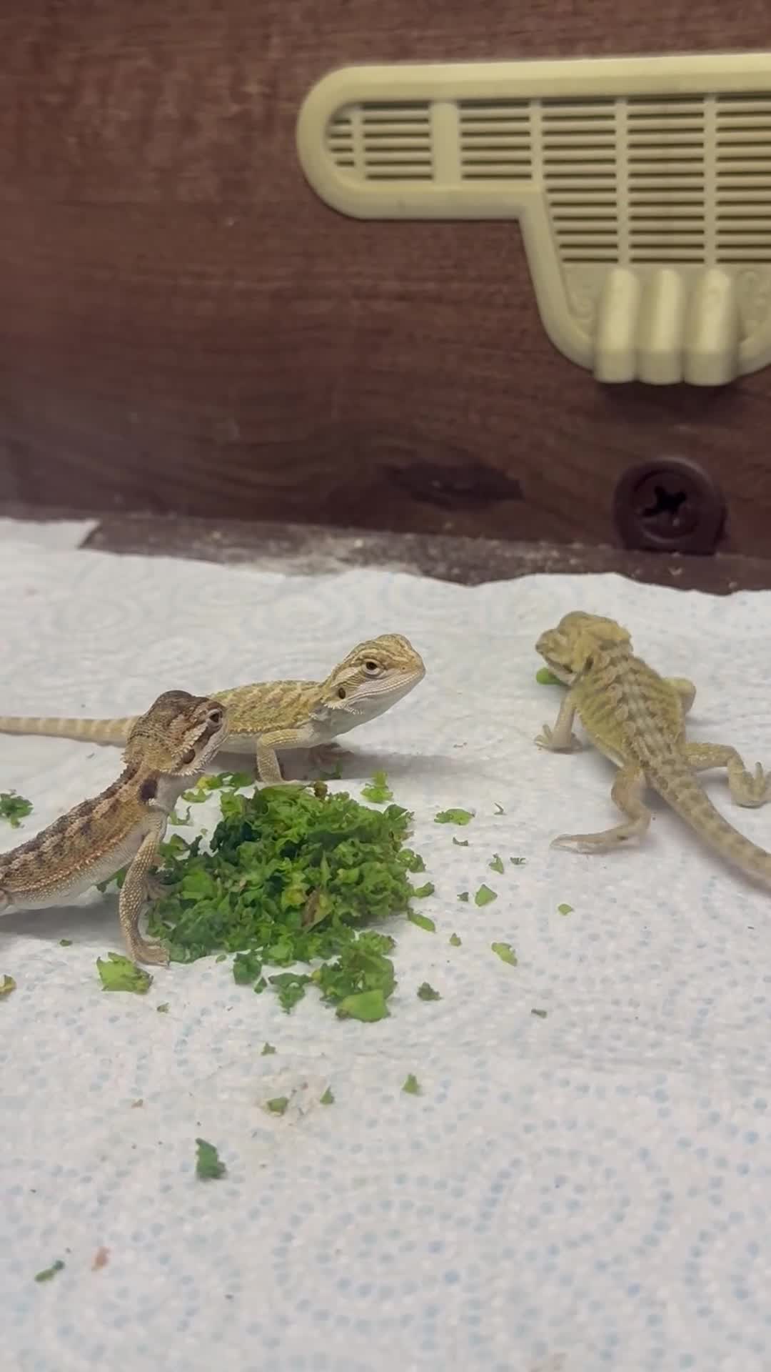 Bearded Dragon reptiles for sale: Baby bearded dragons.. in Lowestoft - Video 1
