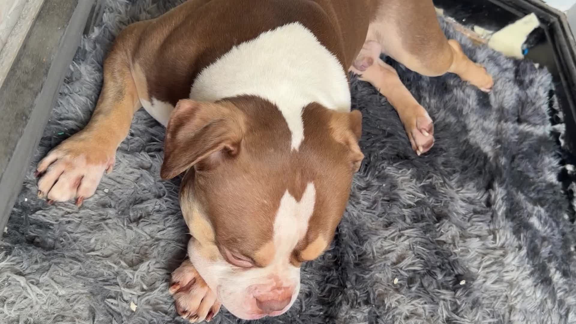 American Bully dogs for stud: Arlo 3 year old pocket bully for stud!! in Ellesmere Port - Video 2