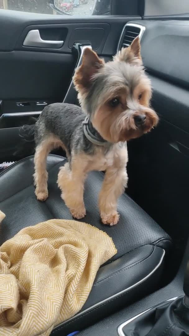 Yorkshire Terrier dogs for stud: Dog for stud  in Retford - Video 1