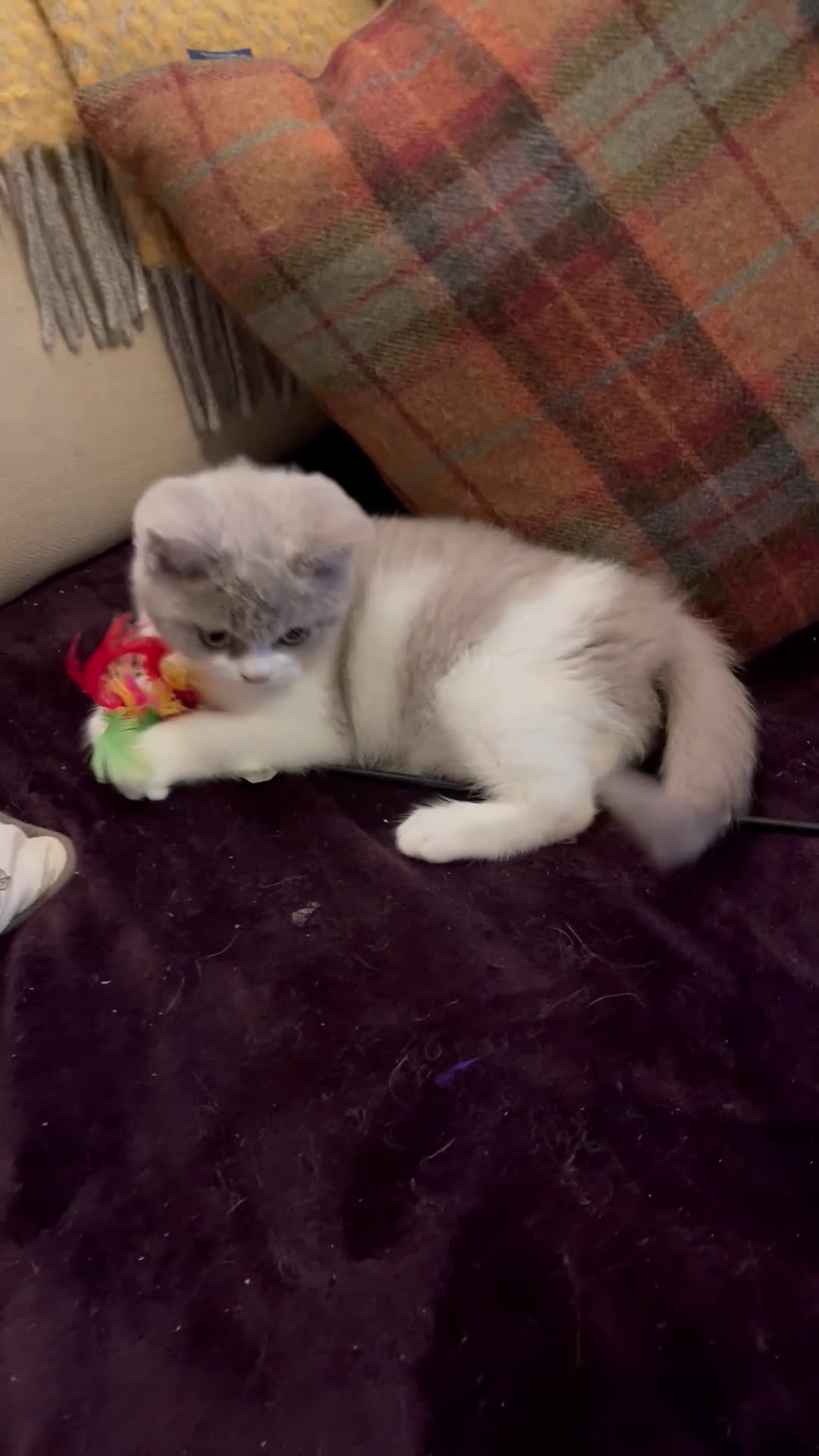 British Shorthair cats for sale: Champion Sired Female BSH - Video 1