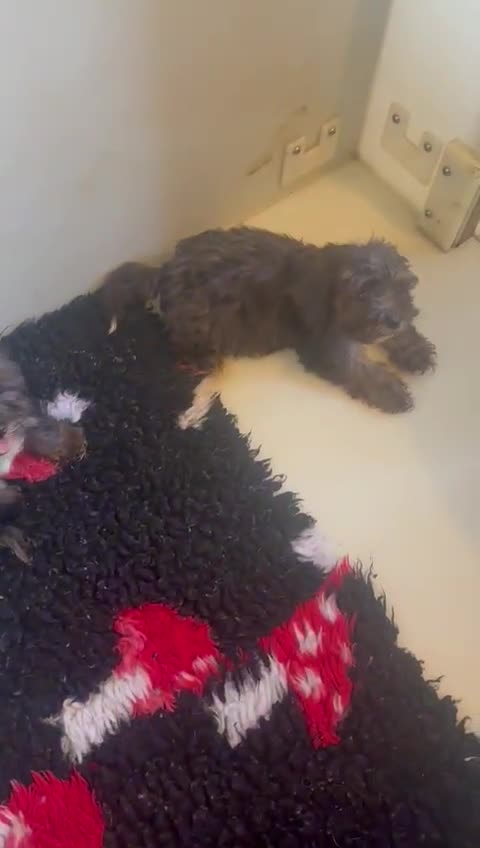 Mixed Breed dogs for sale: Cockapoo mix yorkiepoo - Video 1