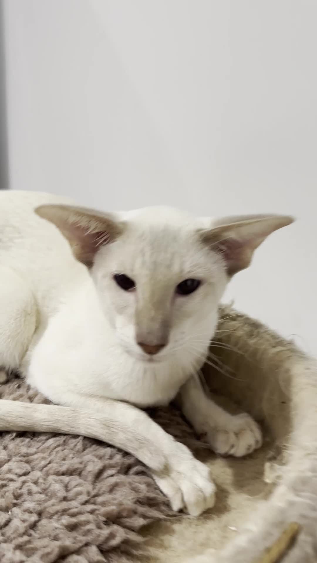 Siamese cats for sale: Gorgeous Tabby Point Male - Active Register - Video 1