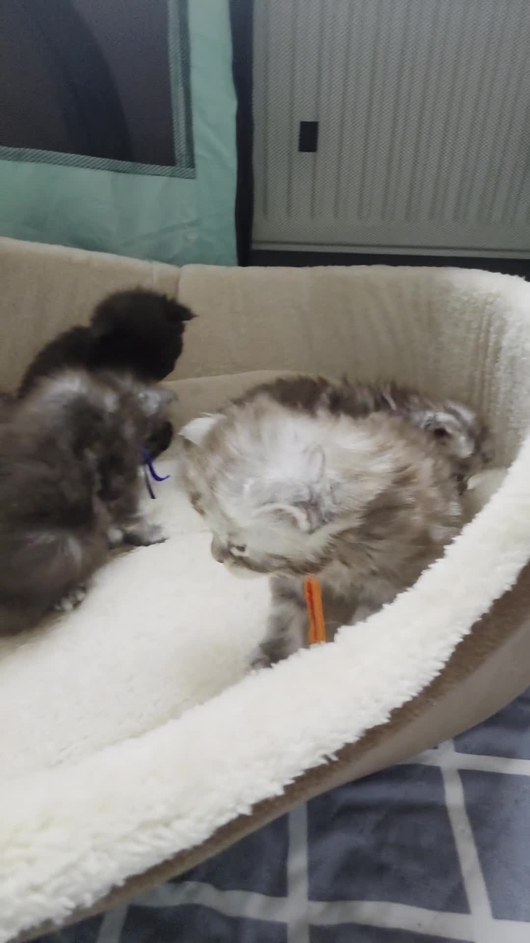 Maine Coon cats for sale: Maine coon kittens  - Video 2