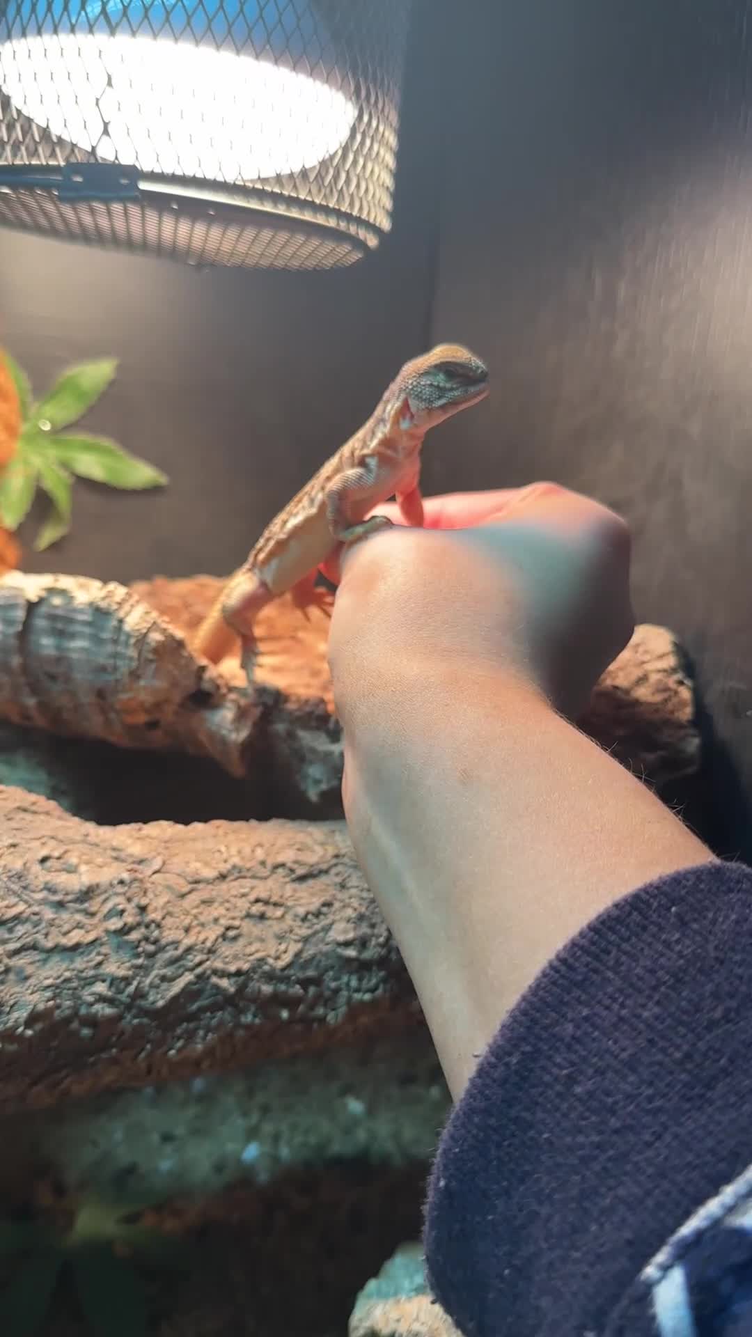 Lizard reptiles for sale: Moroccan Uromastyx lizard with full set up  - Video 1