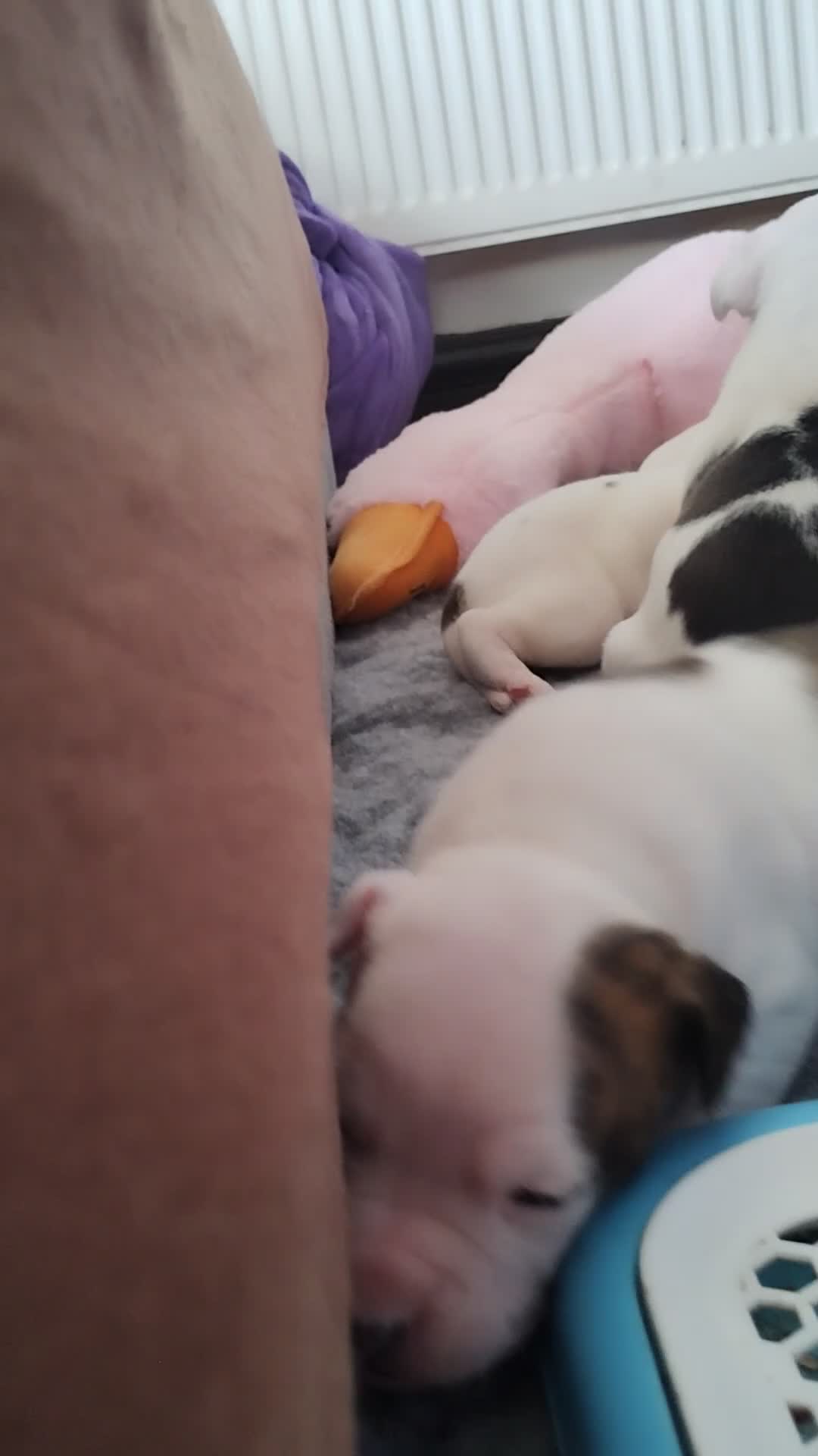 American Bulldog dogs for sale: American bulldog puppies - Video 3