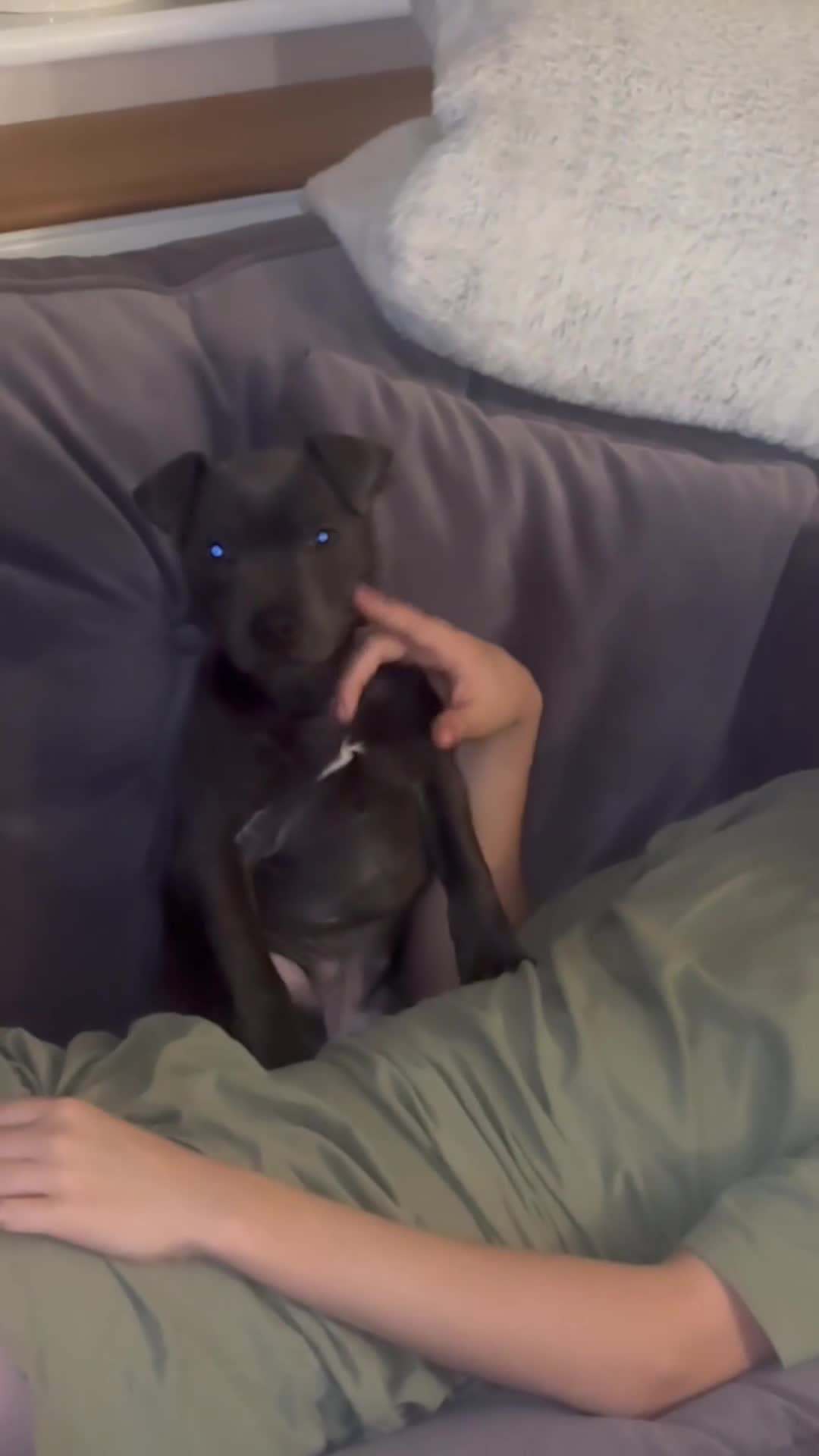 Staffordshire Bull Terrier dogs for sale: LAST BOY Stunning 🔵Staff pups KC READY TO GO ❤️❤️ - Video 1