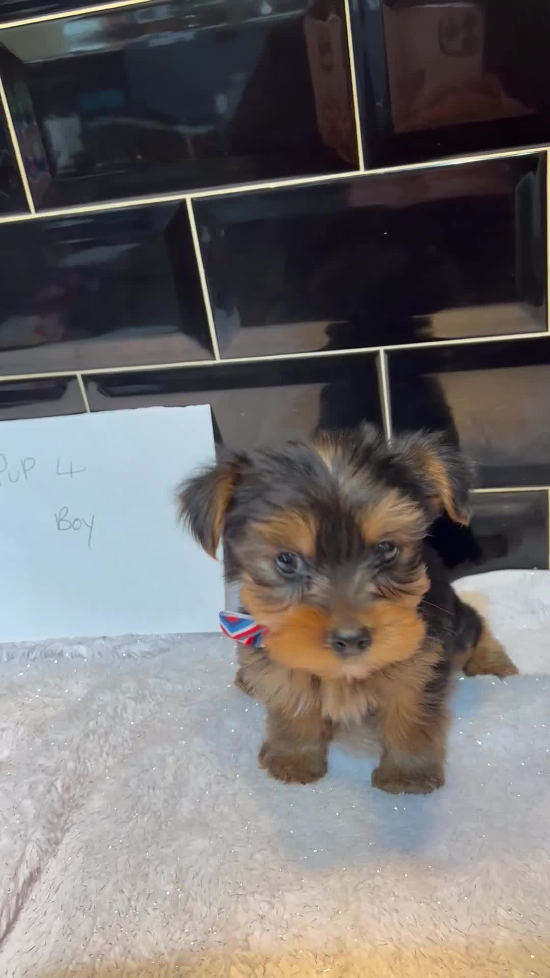 Yorkshire Terrier dogs for sale: Pedigree Yorkshire terriers - Video 3