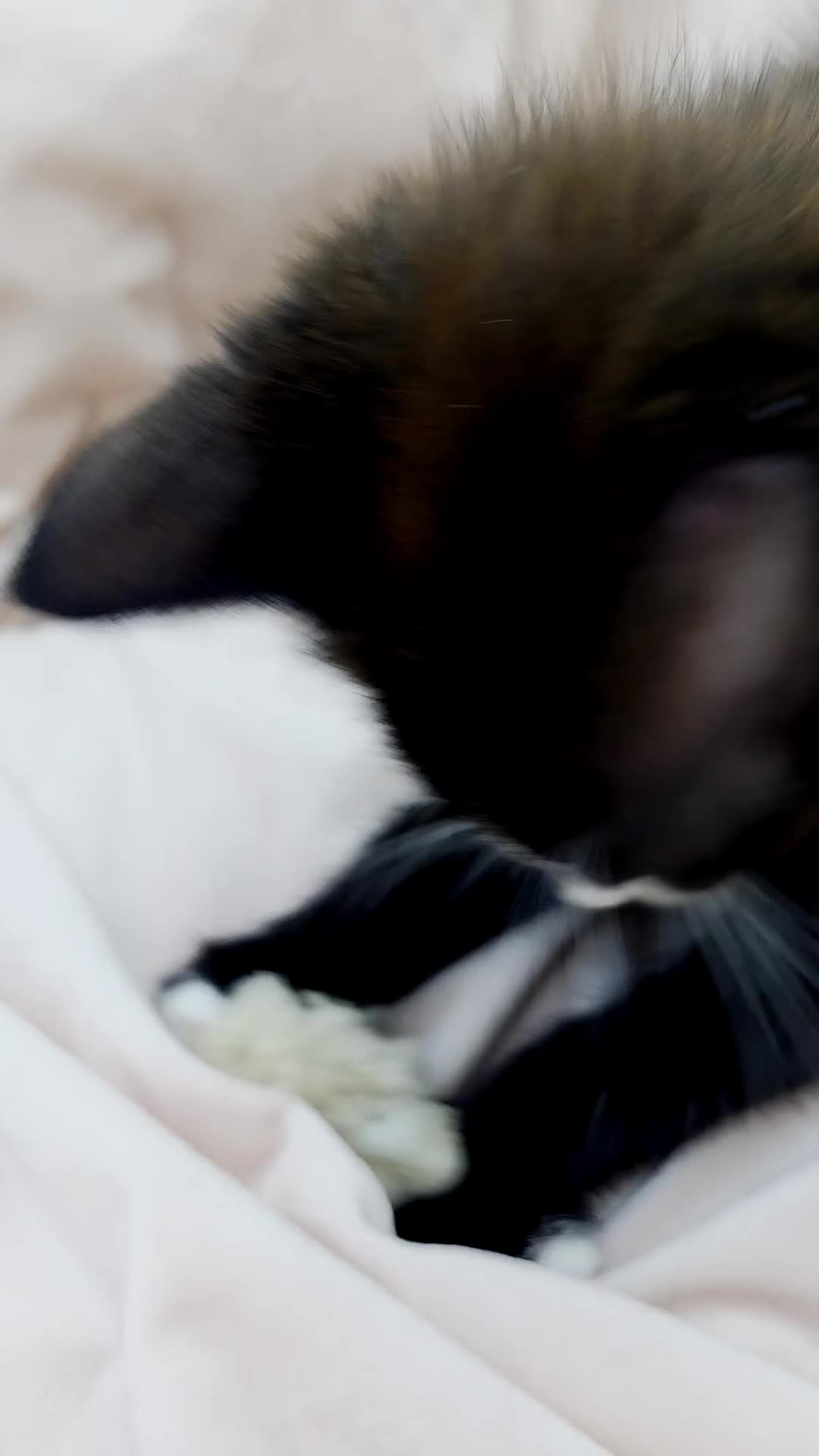 Mixed Breed cats for sale: Maine Coon Cross Kittens Still Available!! - Video 1