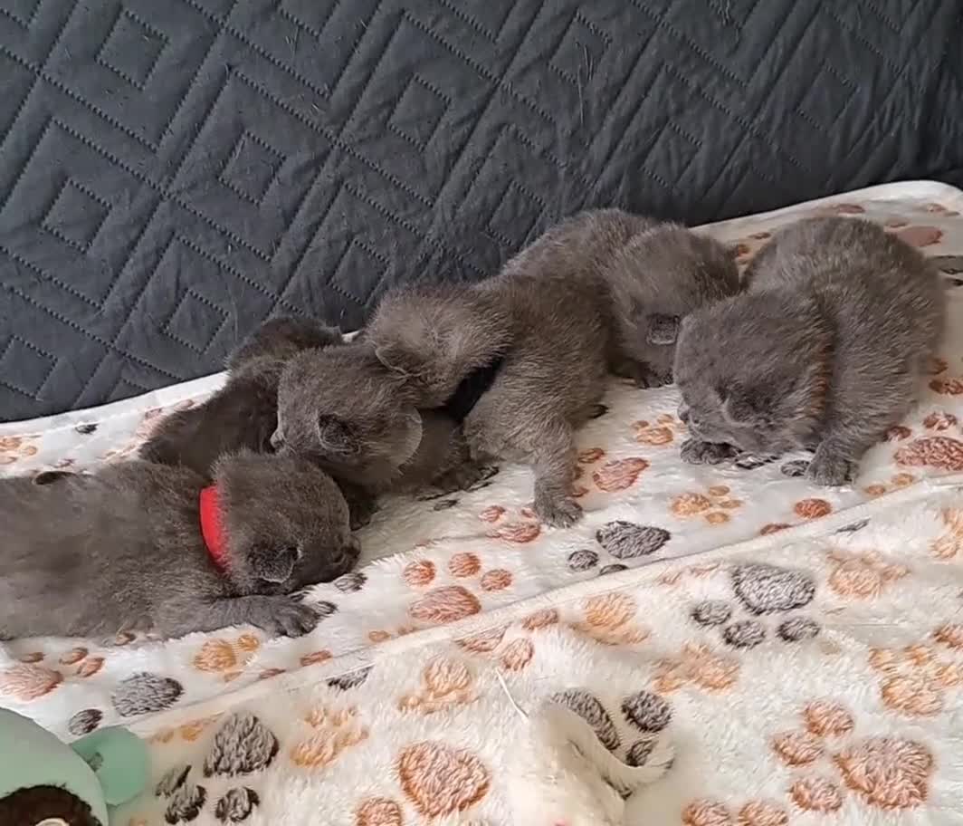 British Shorthair cats for sale: British Shorthair Blue are available  - Video 1