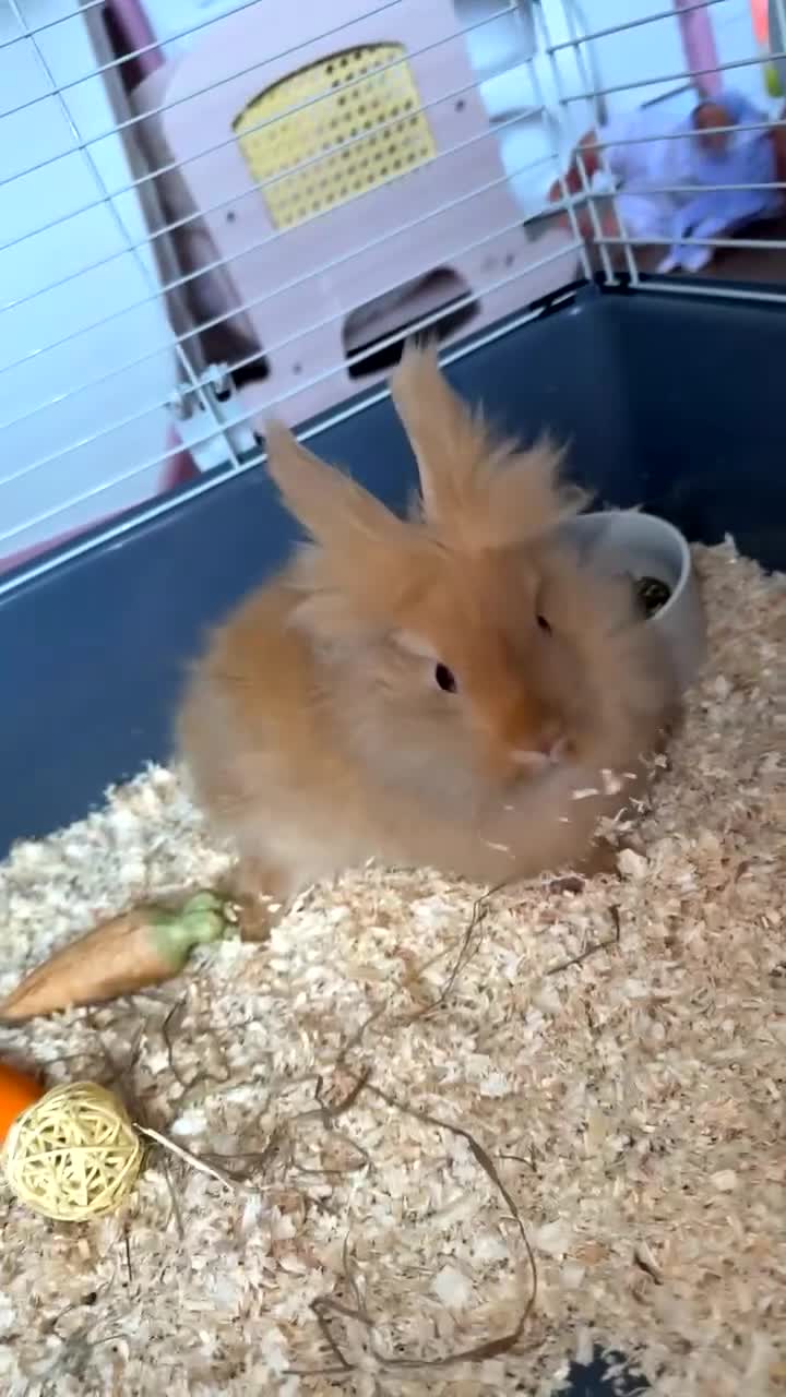 Lionhead rabbits for sale: Rabbit with full set up for sale  in Rochdale - Video 2