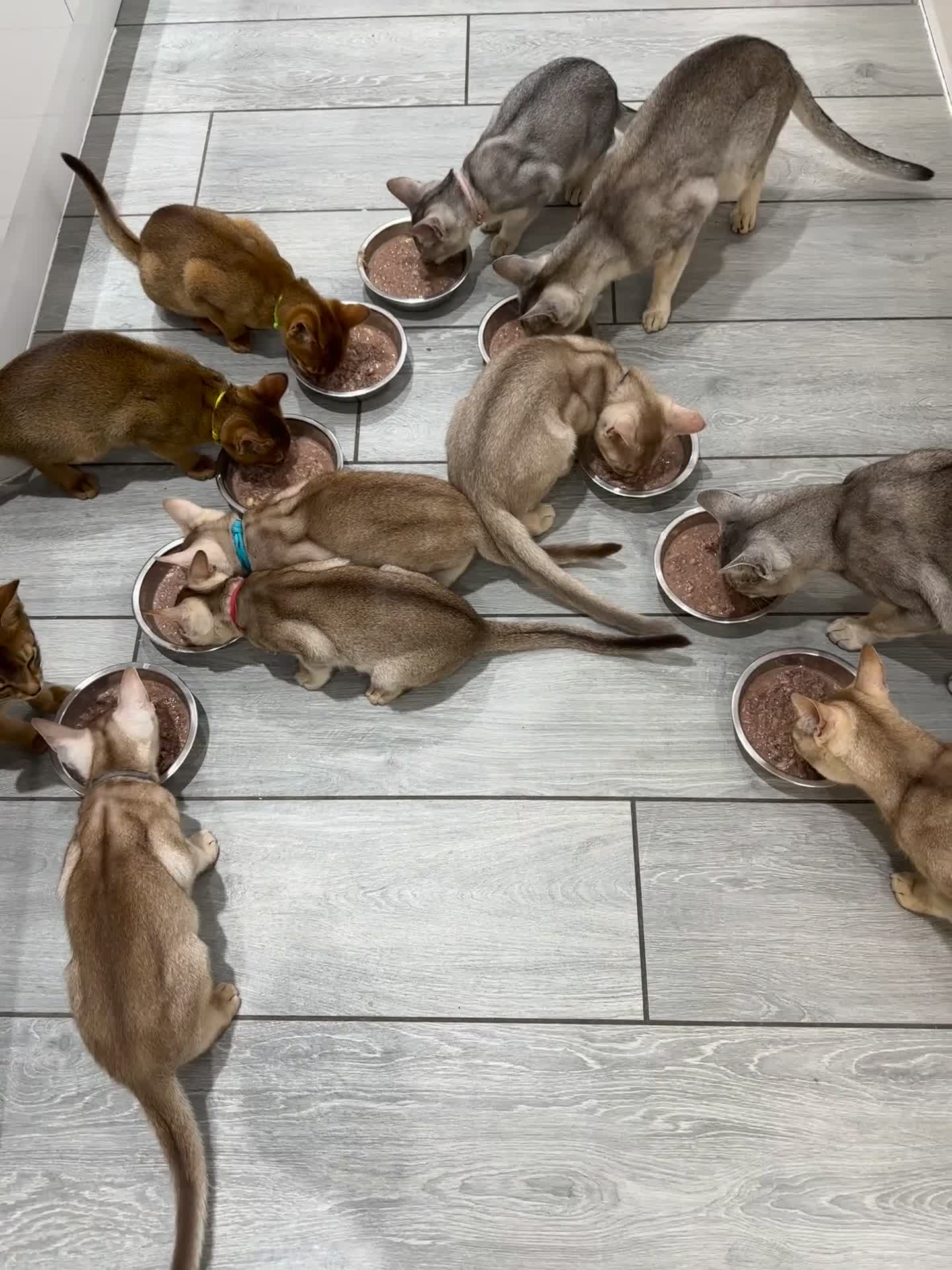 Abyssinian cats for sale: Ready to go TODAY! Delivery ✅ Neutered ✅ - Video 3