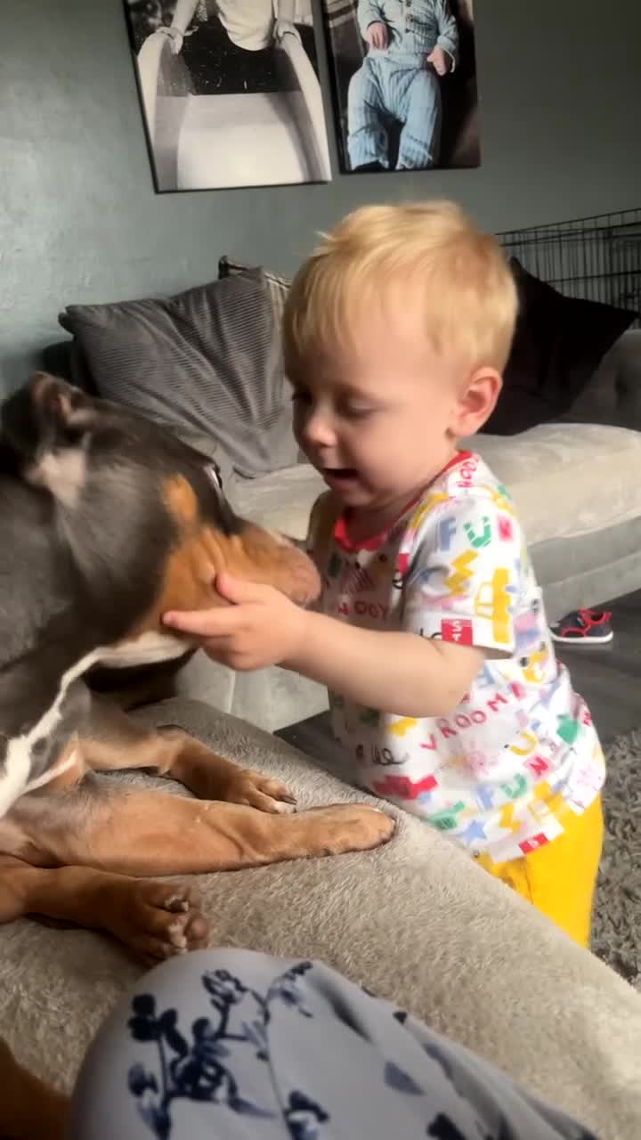 American Bully dogs for sale: Xena  in Leigh - Video 2