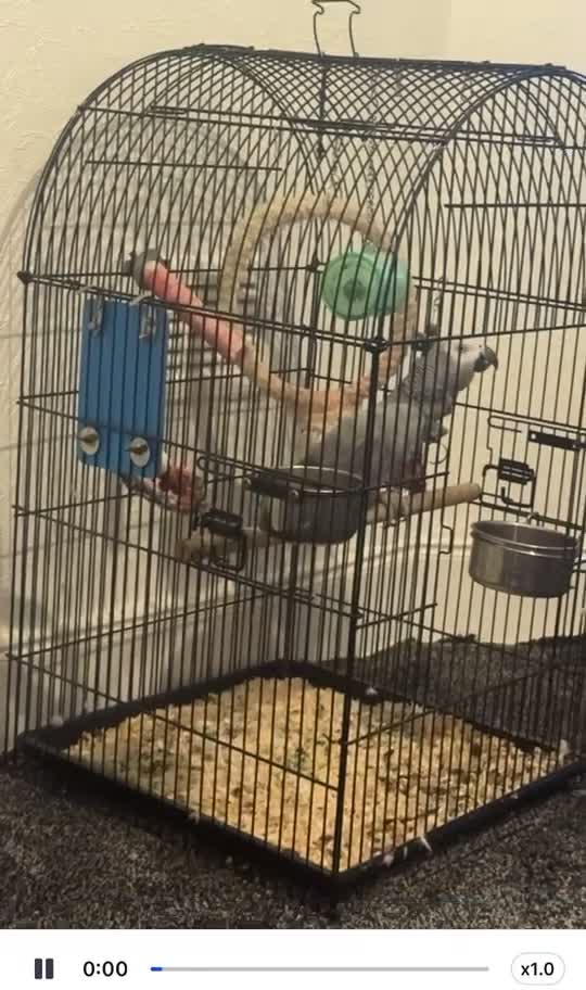 Mixed Breed birds for sale: Large and small talkative tame parrots - Video 2