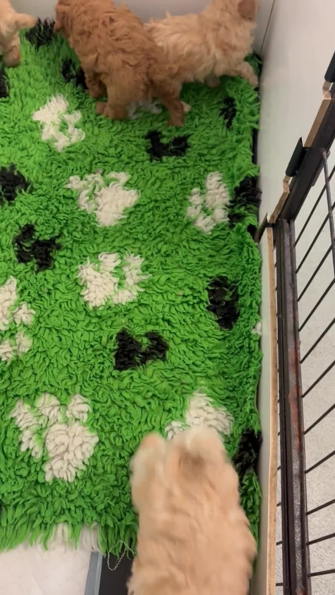 Toy Poodle dogs for sale: 🤩 4 stunning toy poodles 🤩 - Video 1